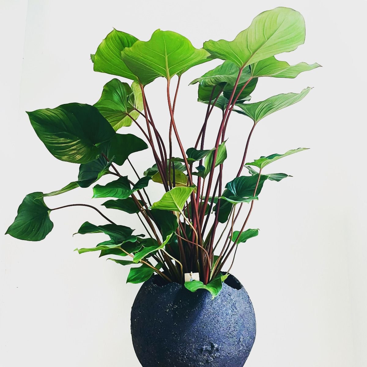 Thiên Niên Kiện Rubescens (Homalomena Rubescens) 3