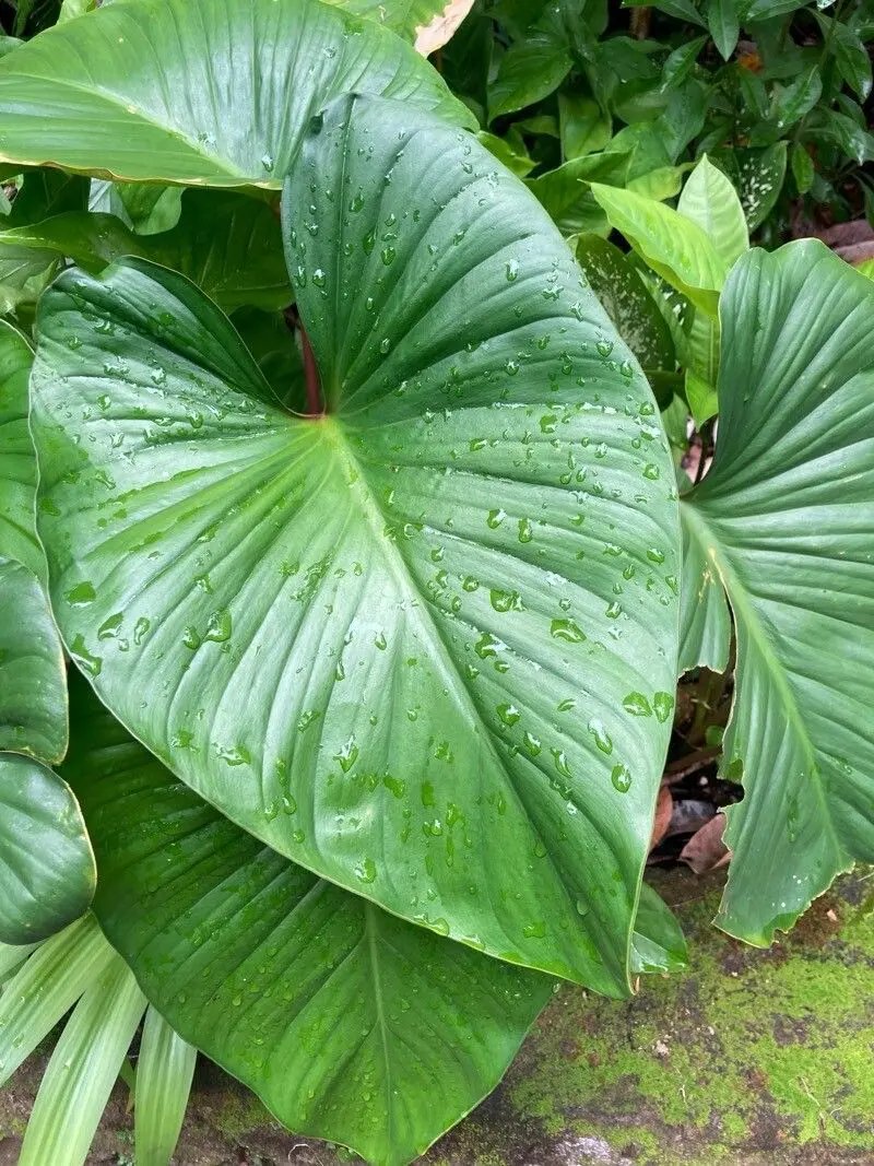 Thiên Niên Kiện Rubescens (Homalomena Rubescens) 2