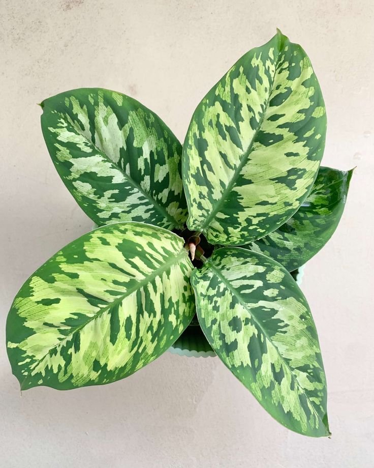 Thiên Niên Kiện Wallis (Homalomena Wallisii) 3