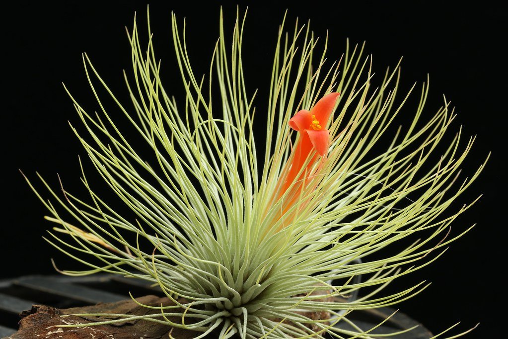 Tillandsia Andreana (Cây Không Khí Andreana) 2