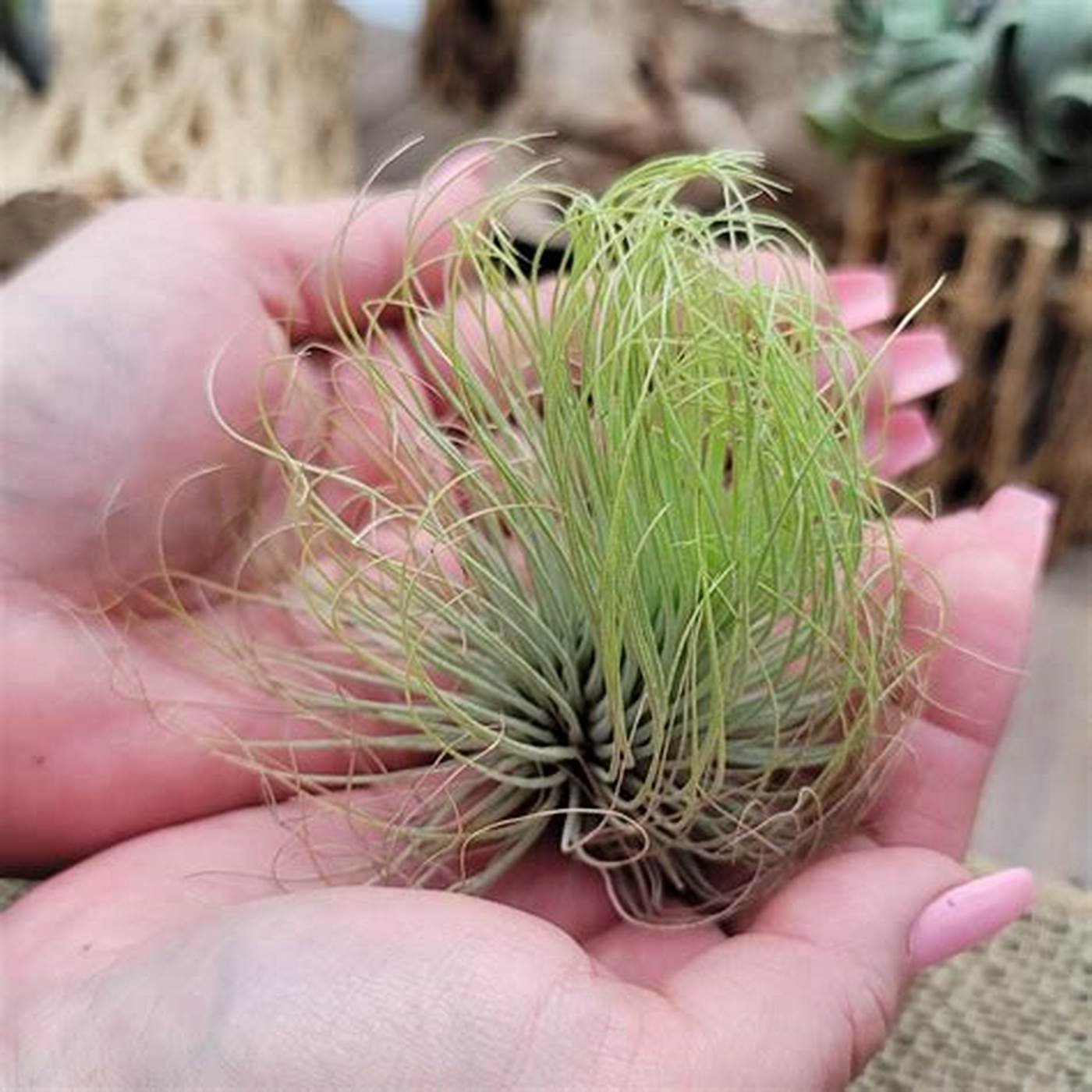 Tillandsia Andreana (Cây Không Khí Andreana) 3