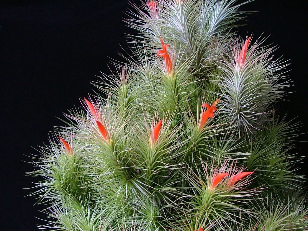Tillandsia Andreana (Cây Không Khí Andreana)