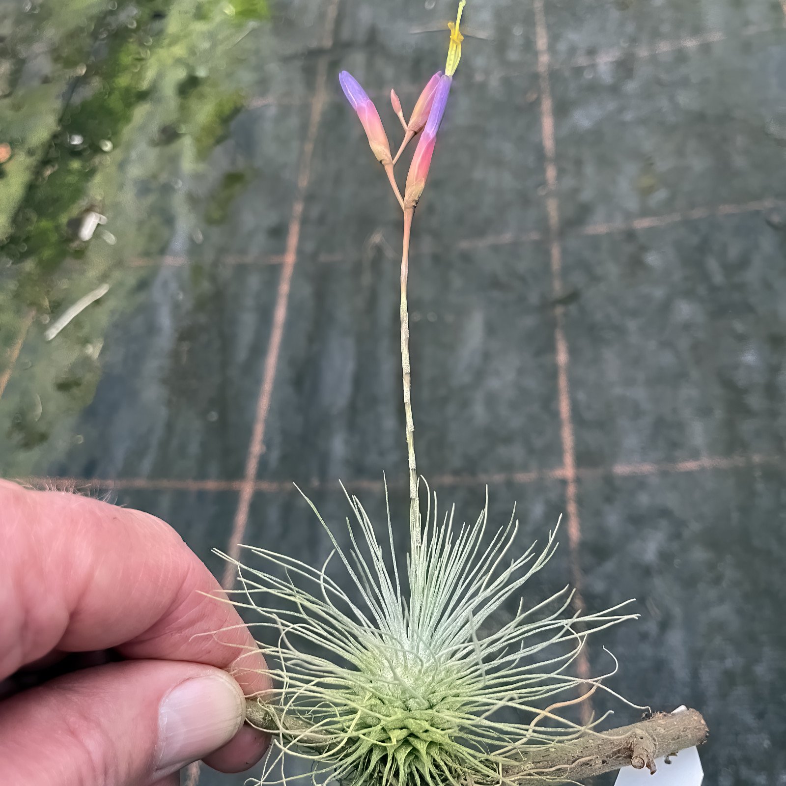 Tillandsia Fuchsii (Cây Không Khí Fuchsii) 2