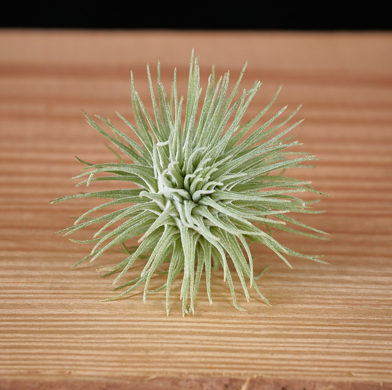 Tillandsia Fuchsii (Cây Không Khí Fuchsii) 3