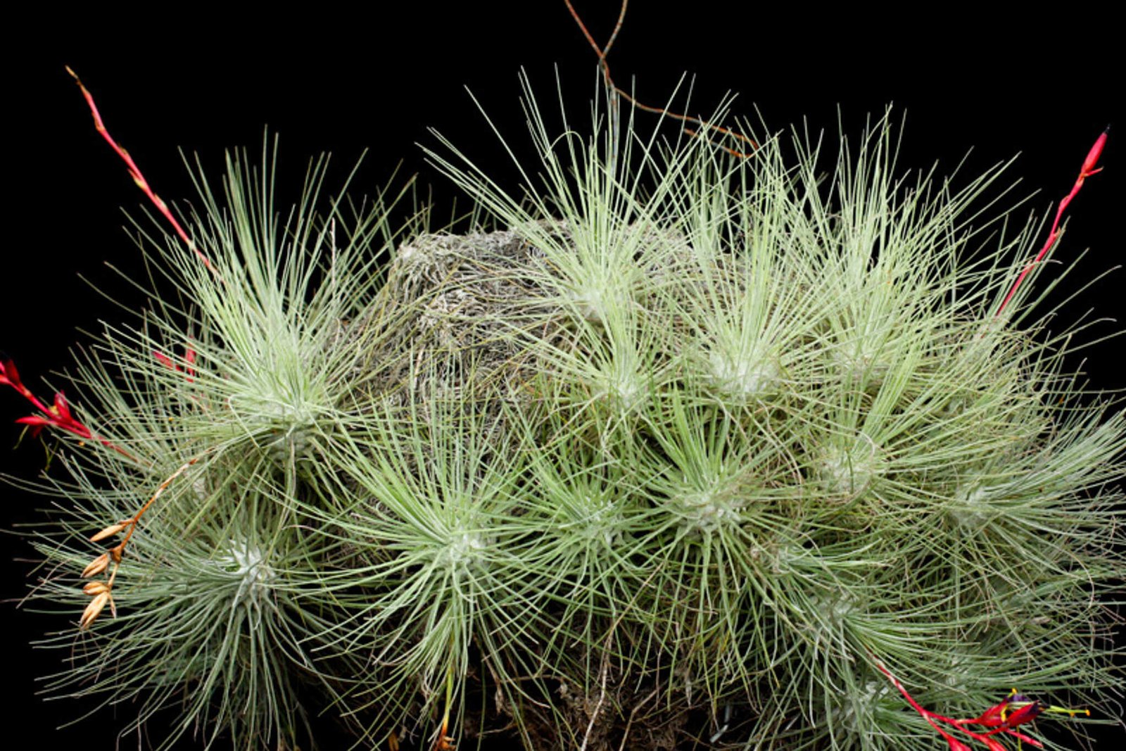 Tillandsia Fuchsii (Cây Không Khí Fuchsii)