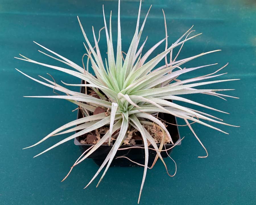 Tillandsia Aeranthos (Cây Không Khí Aeranthos) 3
