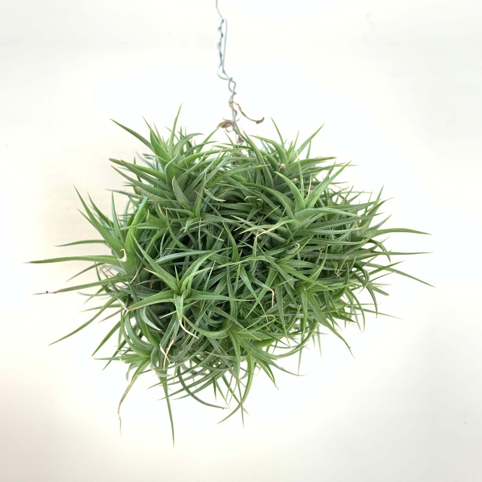 Tillandsia Aeranthos (Cây Không Khí Aeranthos) 2