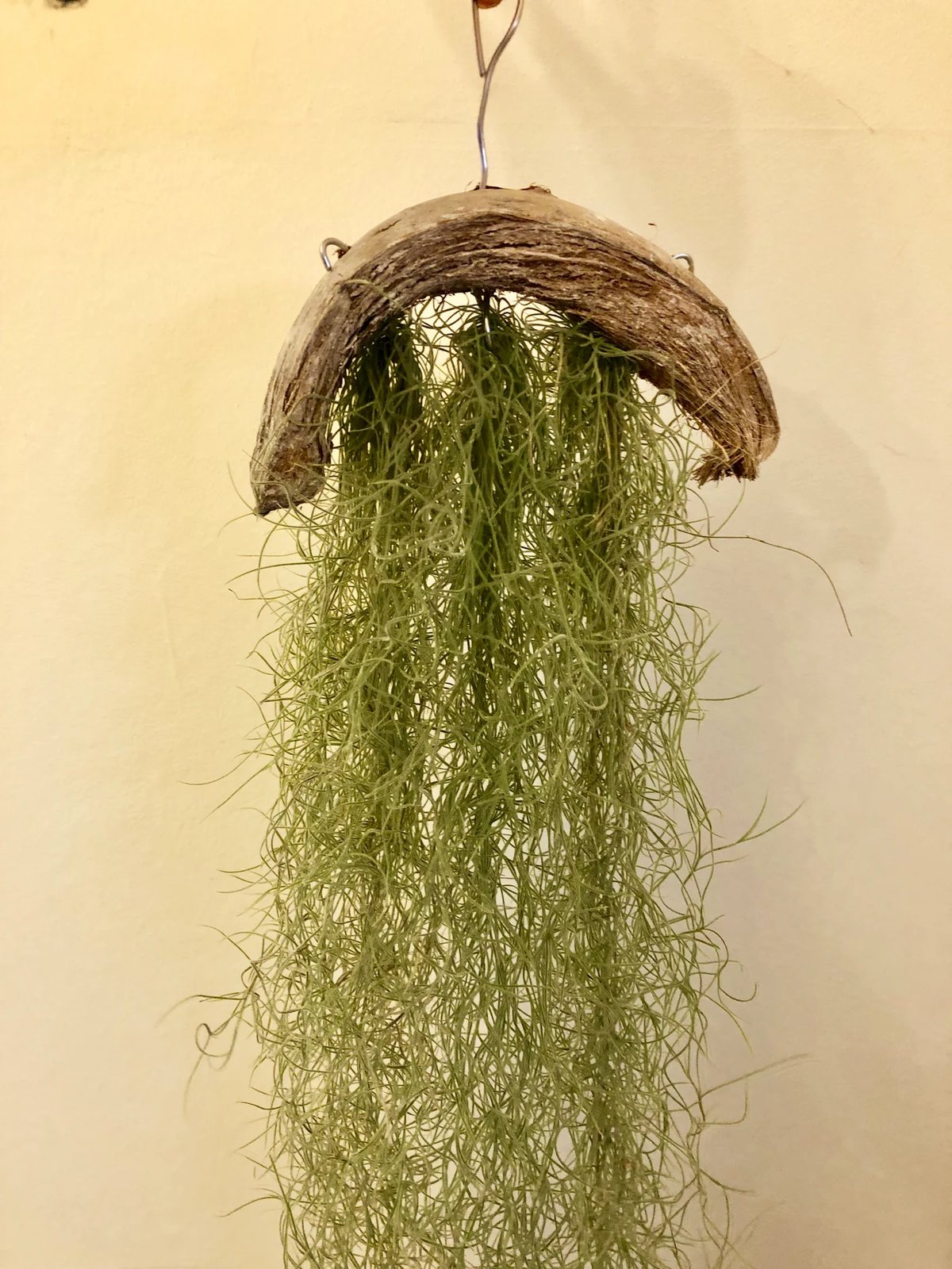 Tillandsia Usneoides (Rêu Tây Ban Nha) 3