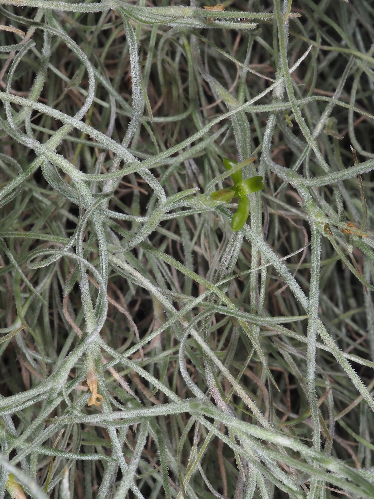 Tillandsia Usneoides (Rêu Tây Ban Nha) 2