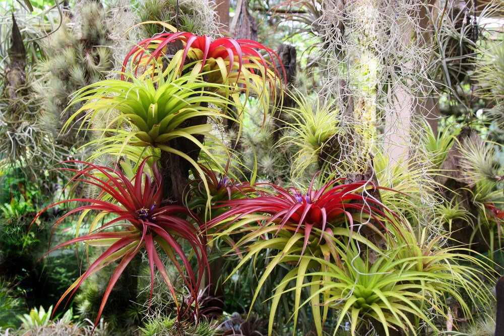 Tillandsia Brachycaulos (Cây Không Khí Brachycaulos) 2