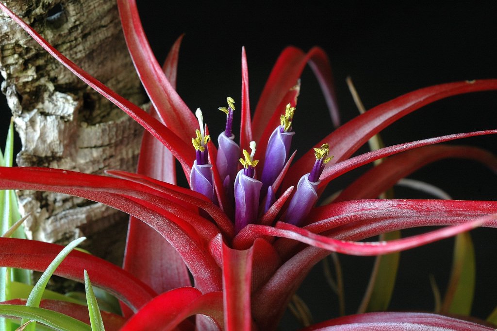 Tillandsia Brachycaulos (Cây Không Khí Brachycaulos) 3