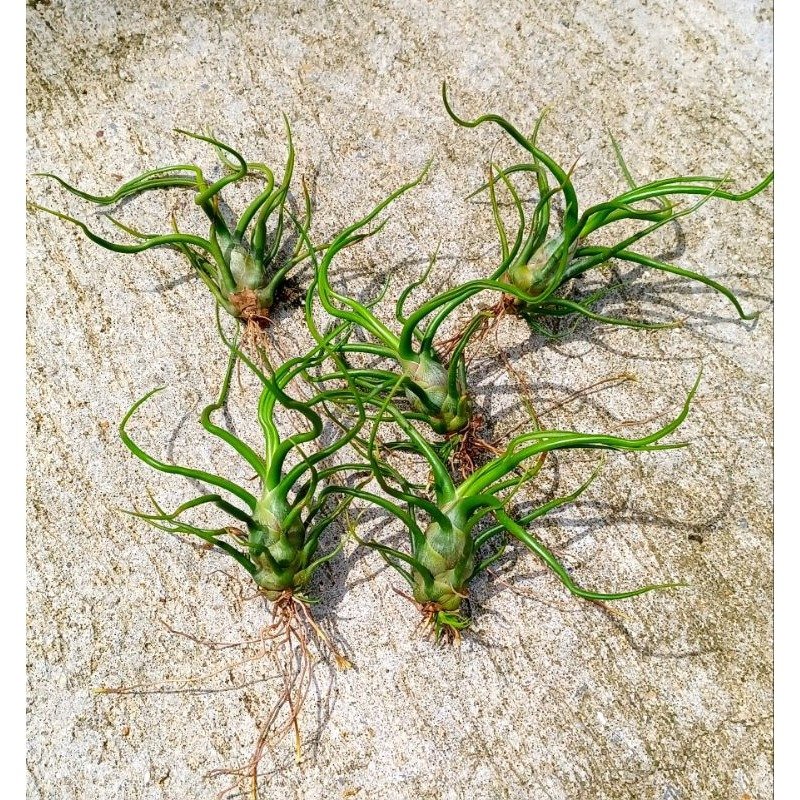 Tillandsia Bulbosa (Cây Không Khí Bulbosantha) 2