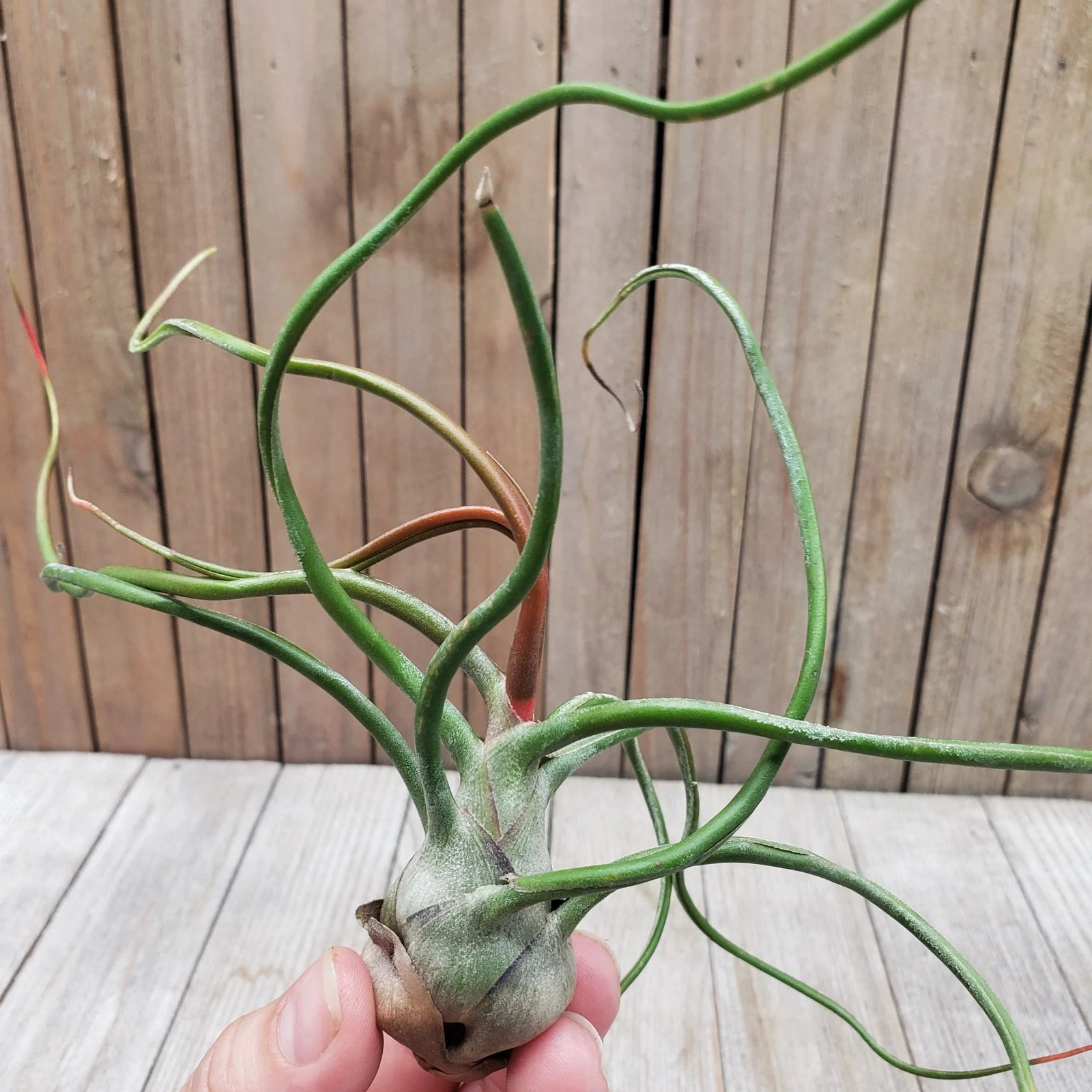 Tillandsia Bulbosa (Cây Không Khí Bulbosantha) 3