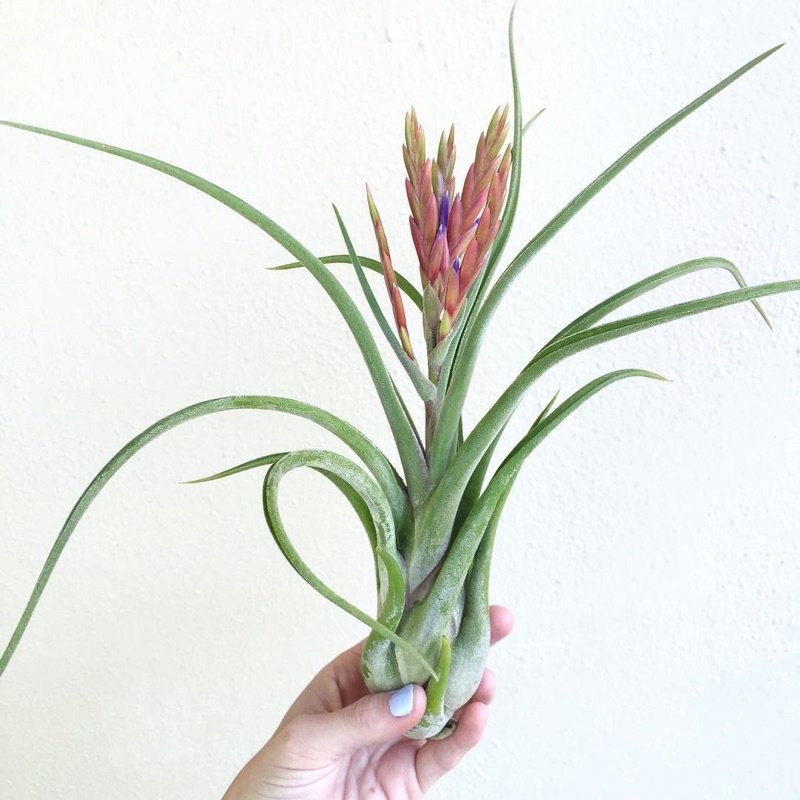 Tillandsia Caput-medusae (Cây Không Khí Đầu Medusa) 2