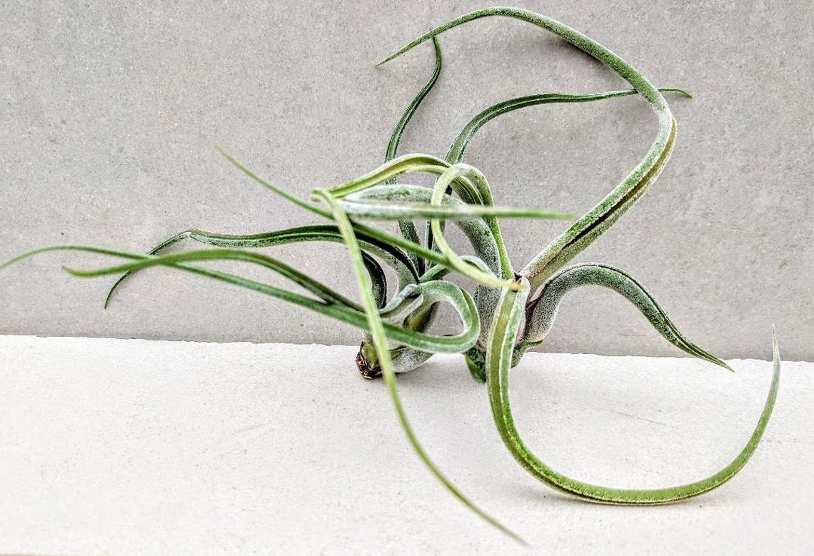 Tillandsia Caput-medusae (Cây Không Khí Đầu Medusa) 3