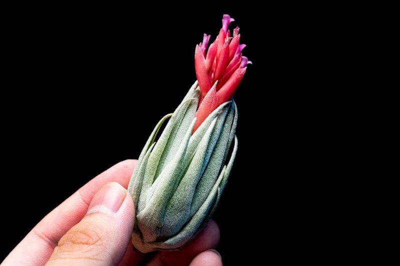 Tillandsia Stricta (Cây Không Khí Stricta) 2