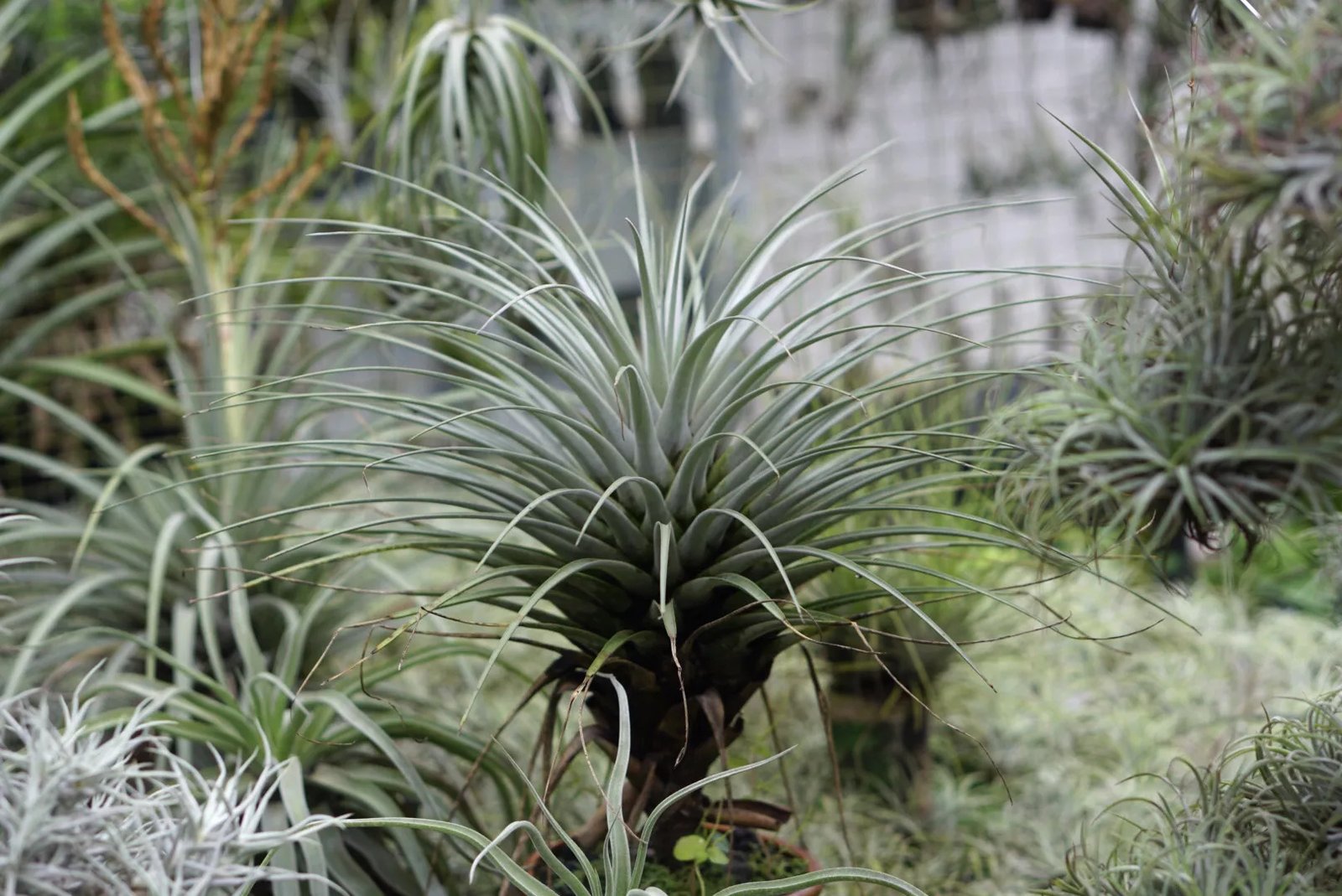 Tillandsia Stricta (Cây Không Khí Stricta) 3