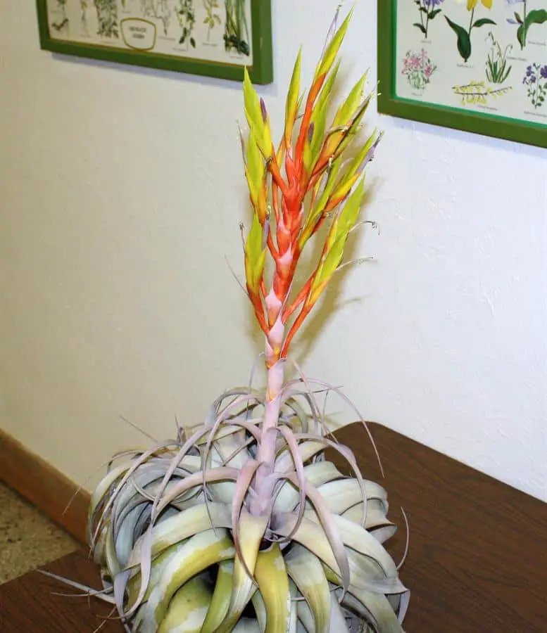 Tillandsia Xerographica (Cây Không Khí Nứ Hoàng Bạc) 2
