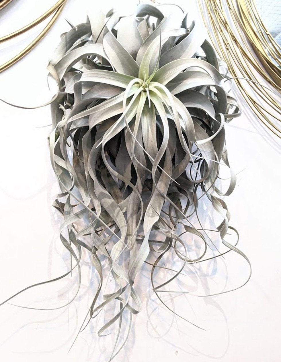 Tillandsia Xerographica (Cây Không Khí Nứ Hoàng Bạc) 3