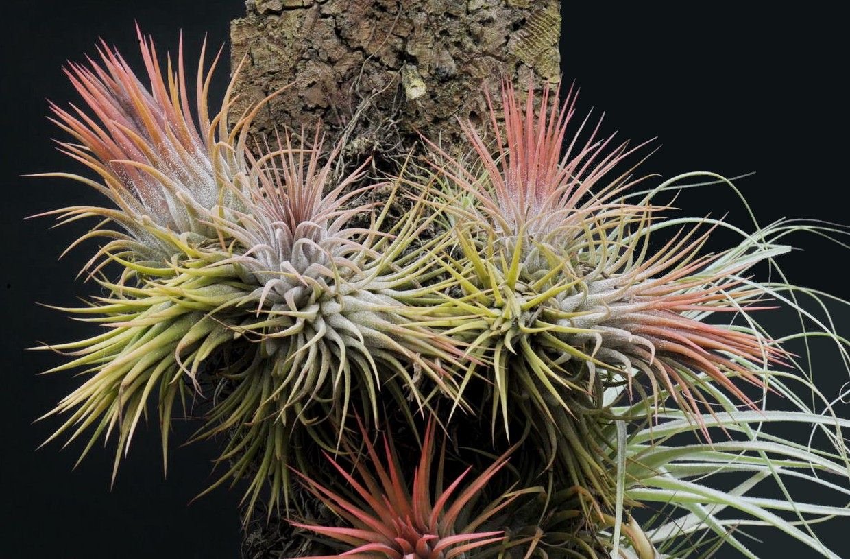 Tillandsia Ionantha (Cây Không Khí Ionantha) 2