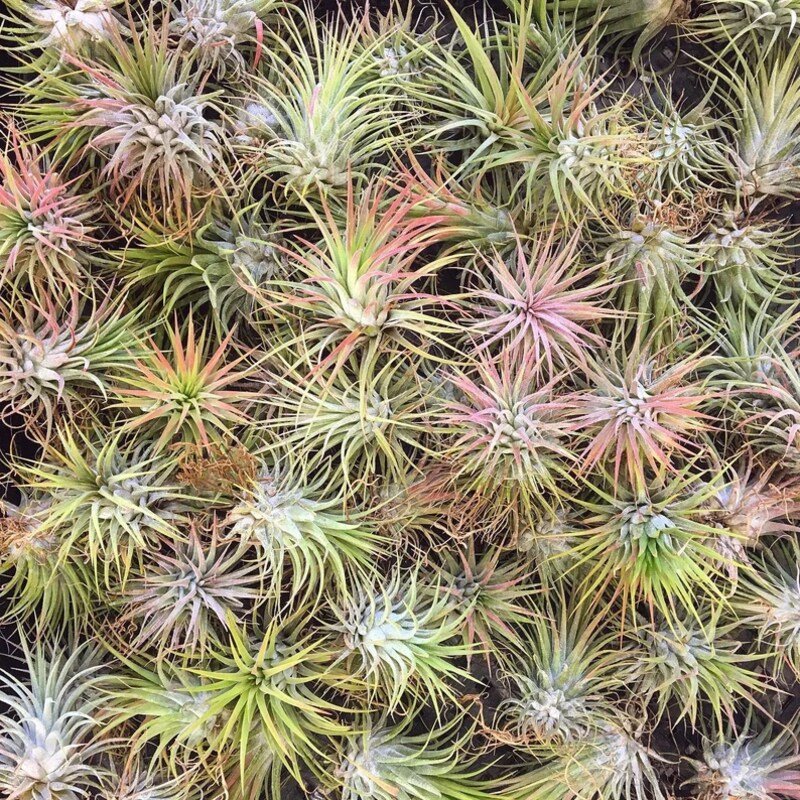 Tillandsia Ionantha (Cây Không Khí Ionantha) 3