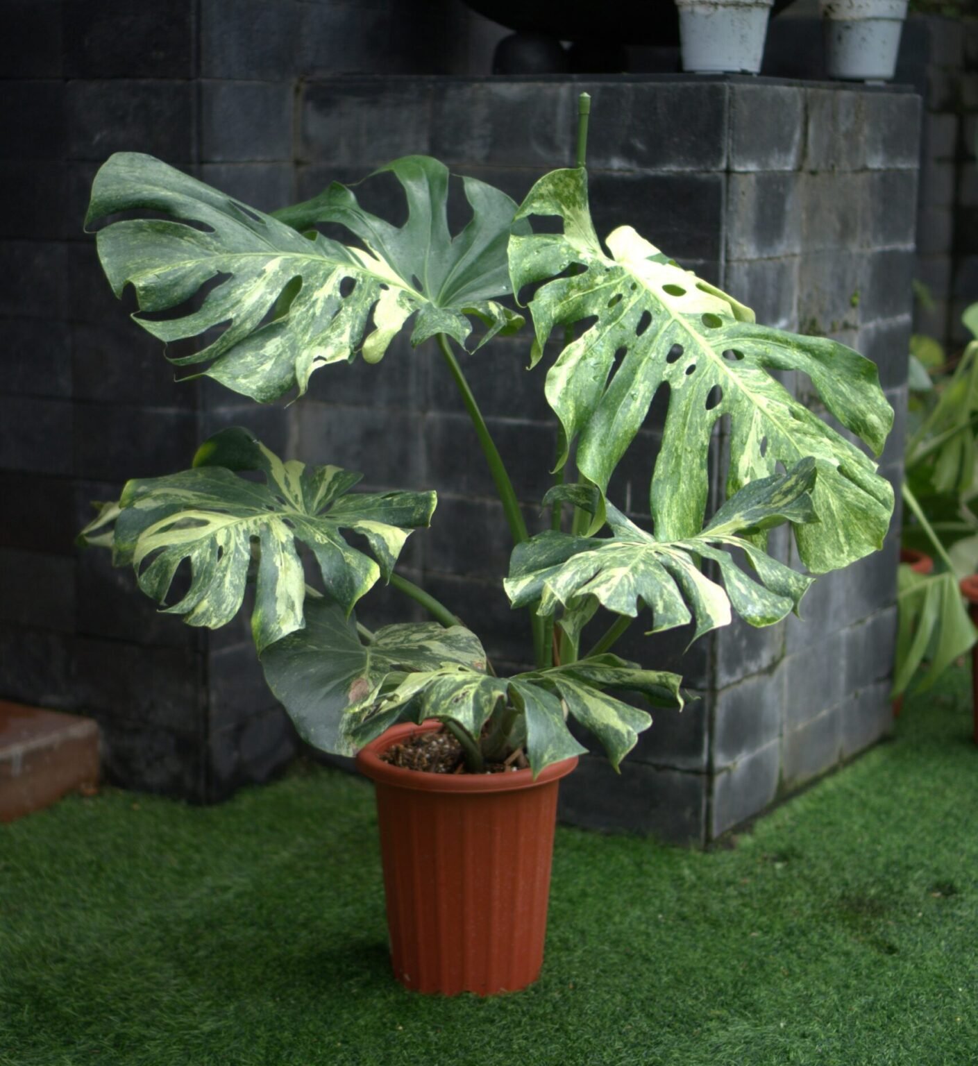 Monstera Deliciosa Oceana (Contorta)