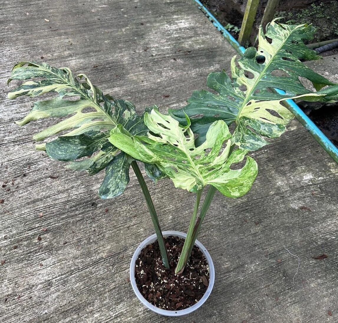 Monstera Deliciosa Oceana (Contorta) 3