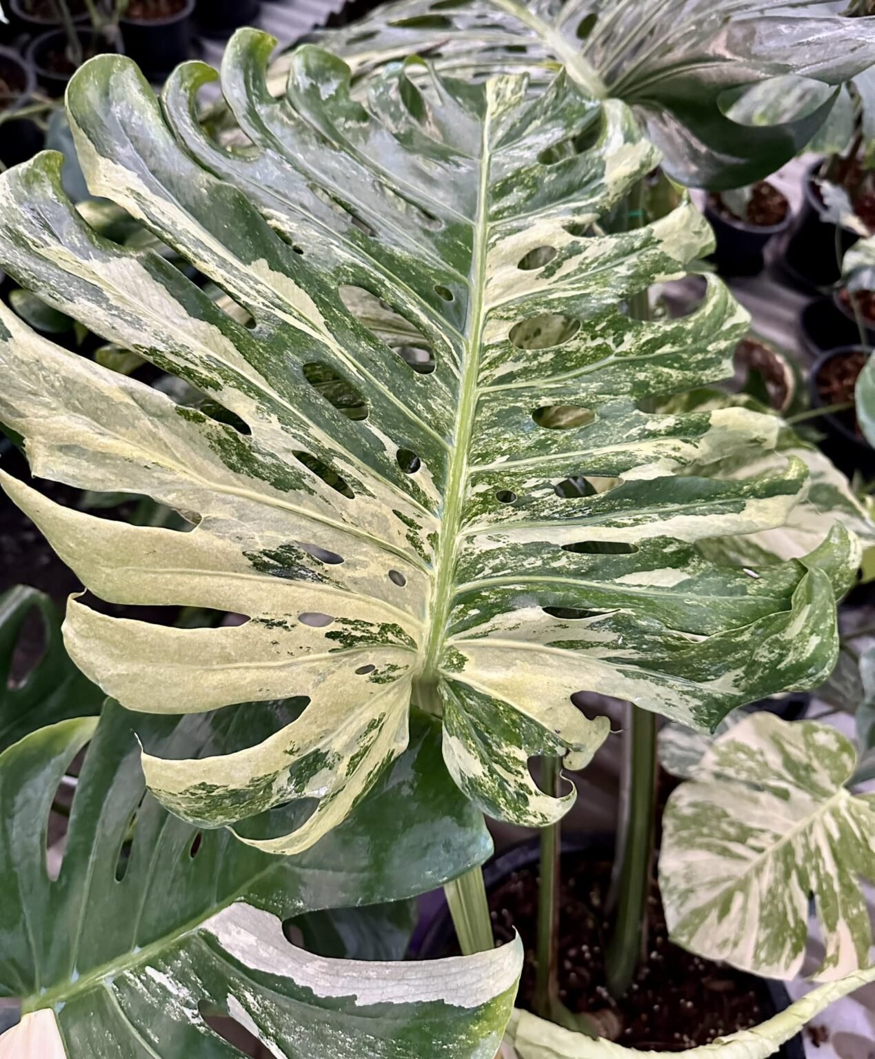 Monstera Deliciosa Oceana (Contorta) 2