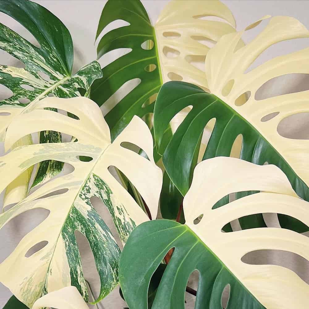 Monstera deliciosa variegata ‘Half Moon’ 2