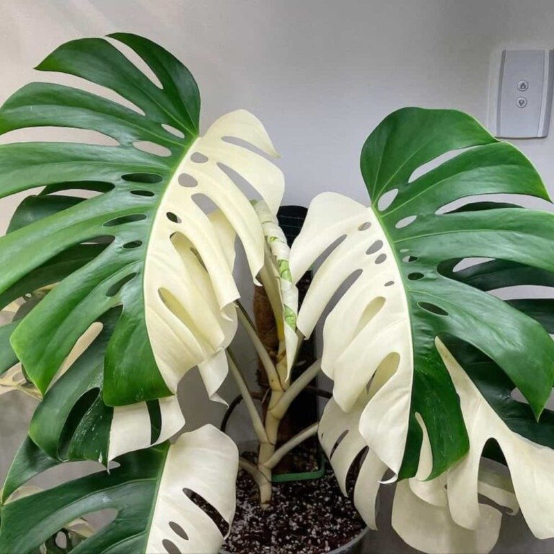 Monstera deliciosa variegata ‘Half Moon’