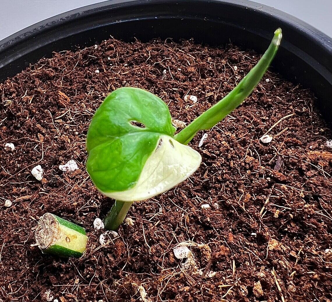 Monstera deliciosa variegata ‘Half Moon’ 3