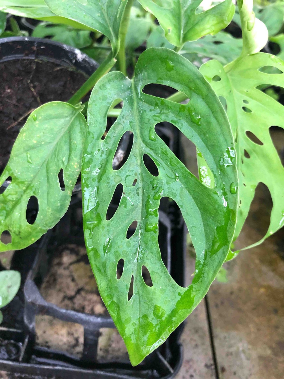 Monstera Acuminata (Shingle plant) 2