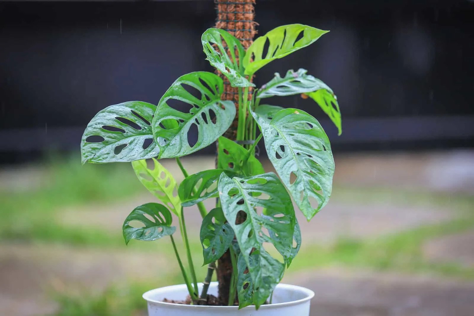 Monstera Acuminata (Shingle plant)