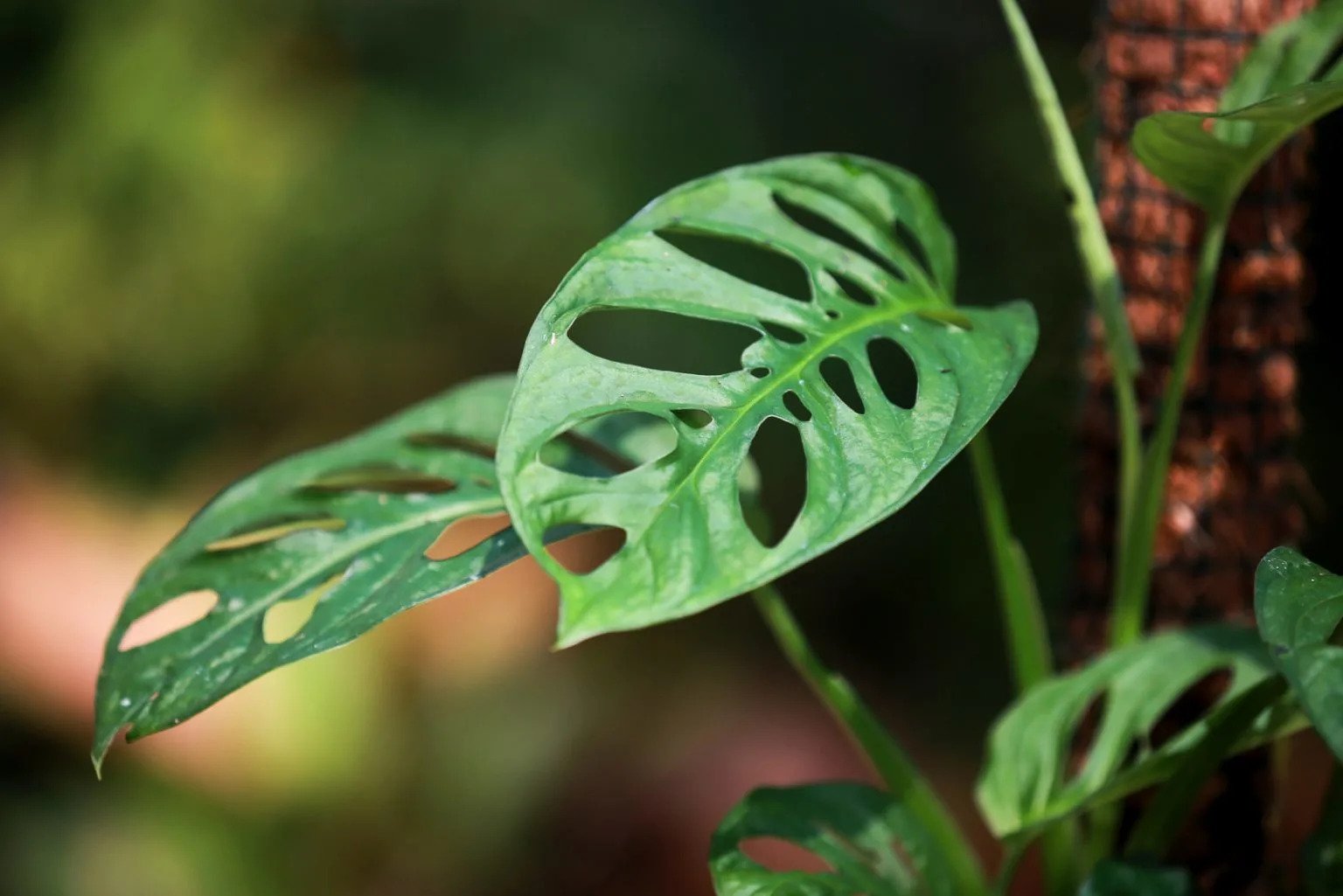Monstera Acuminata (Shingle plant) 3