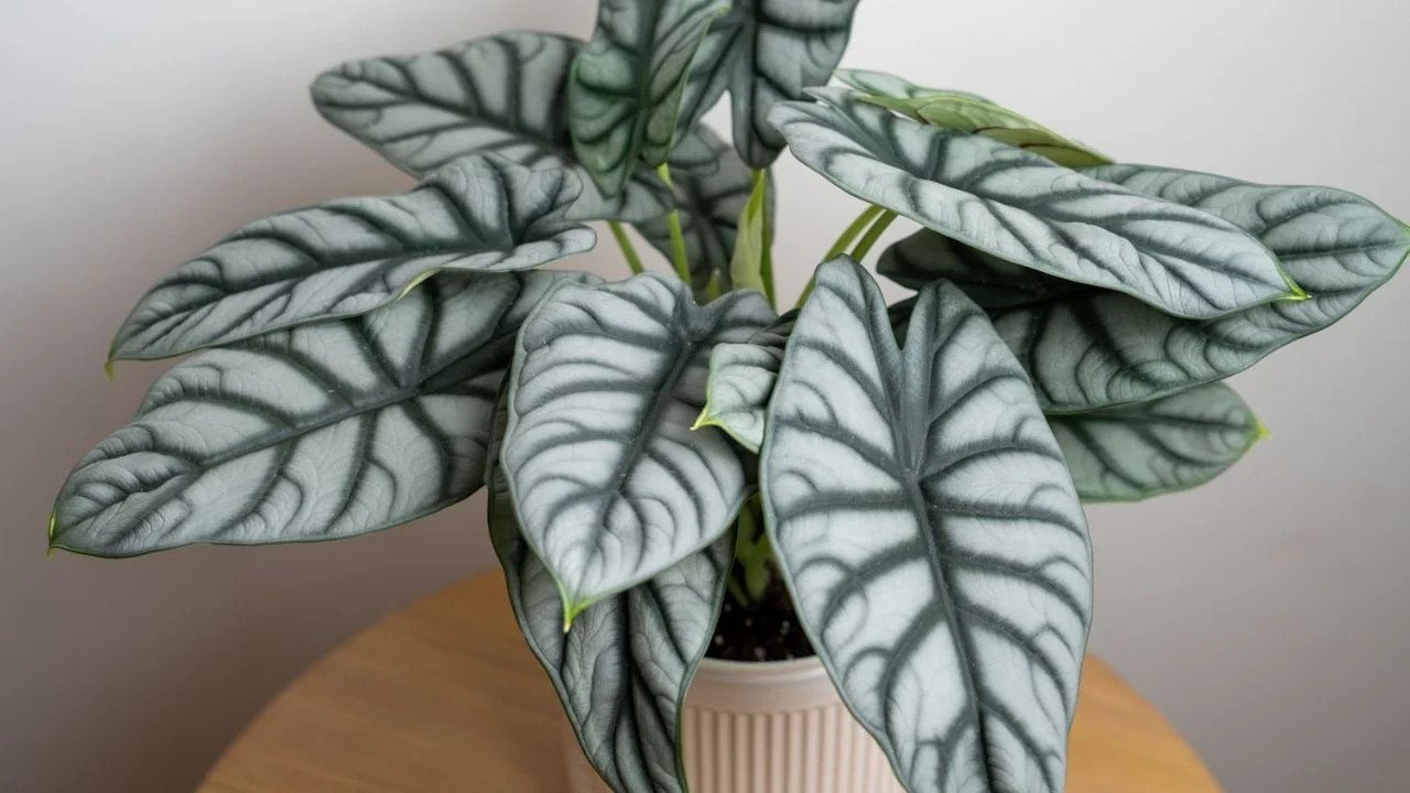 Alocasia Silver Dragon 3
