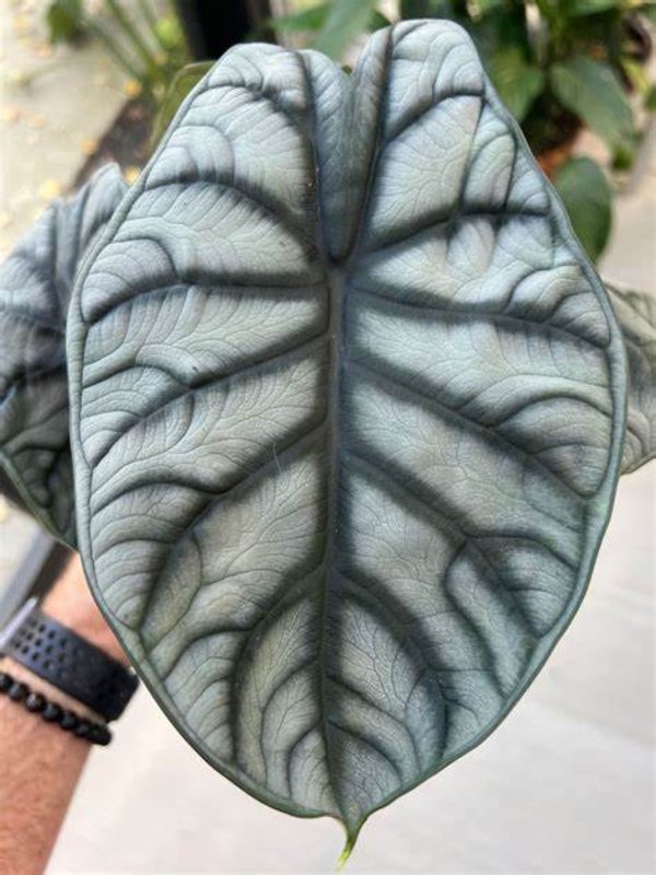 Alocasia Silver Dragon 2