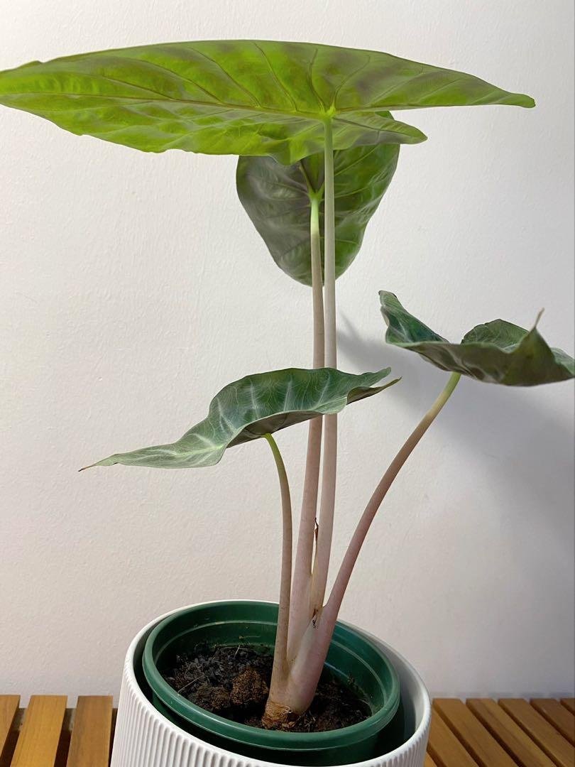 Alocasia Pink Dragon 3