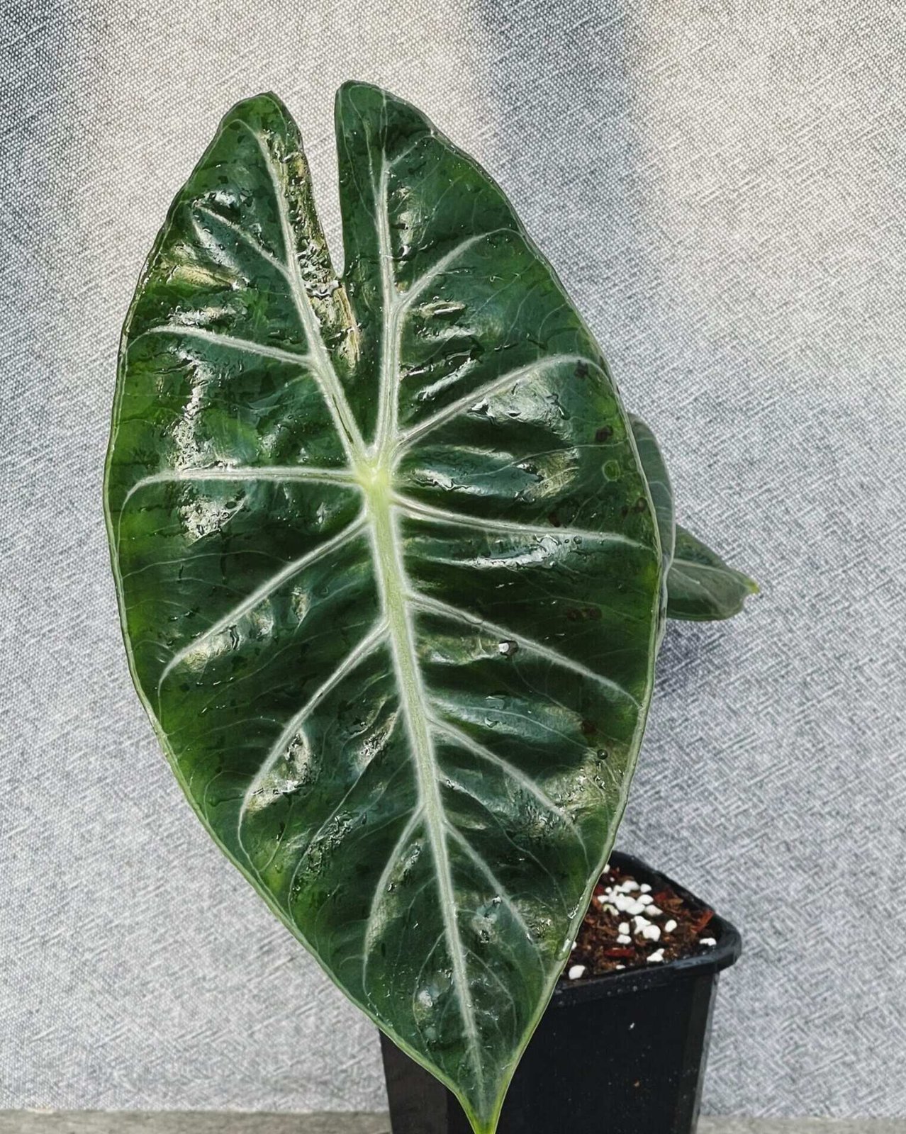 Alocasia Pink Dragon 2