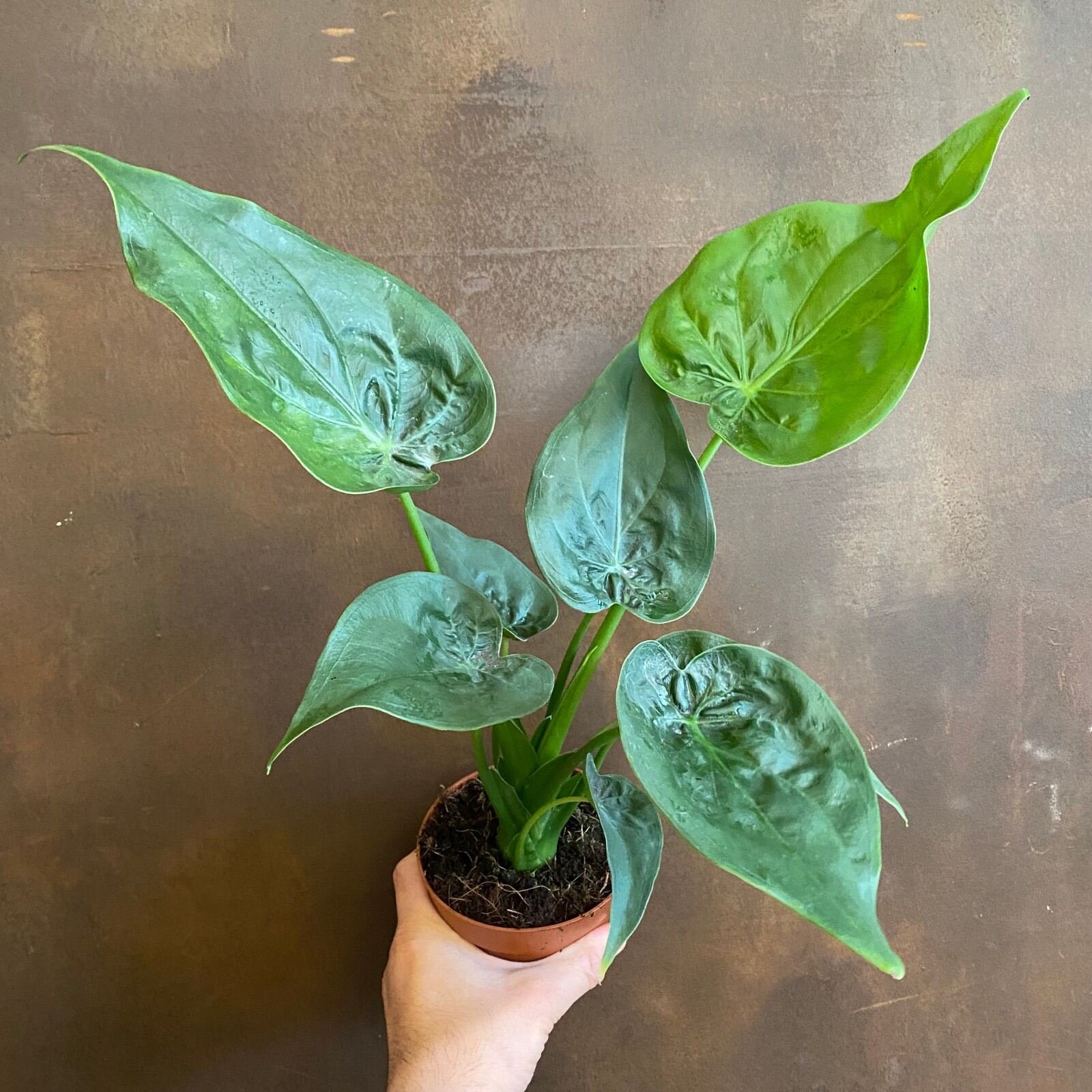 Alocasia cucullata 2