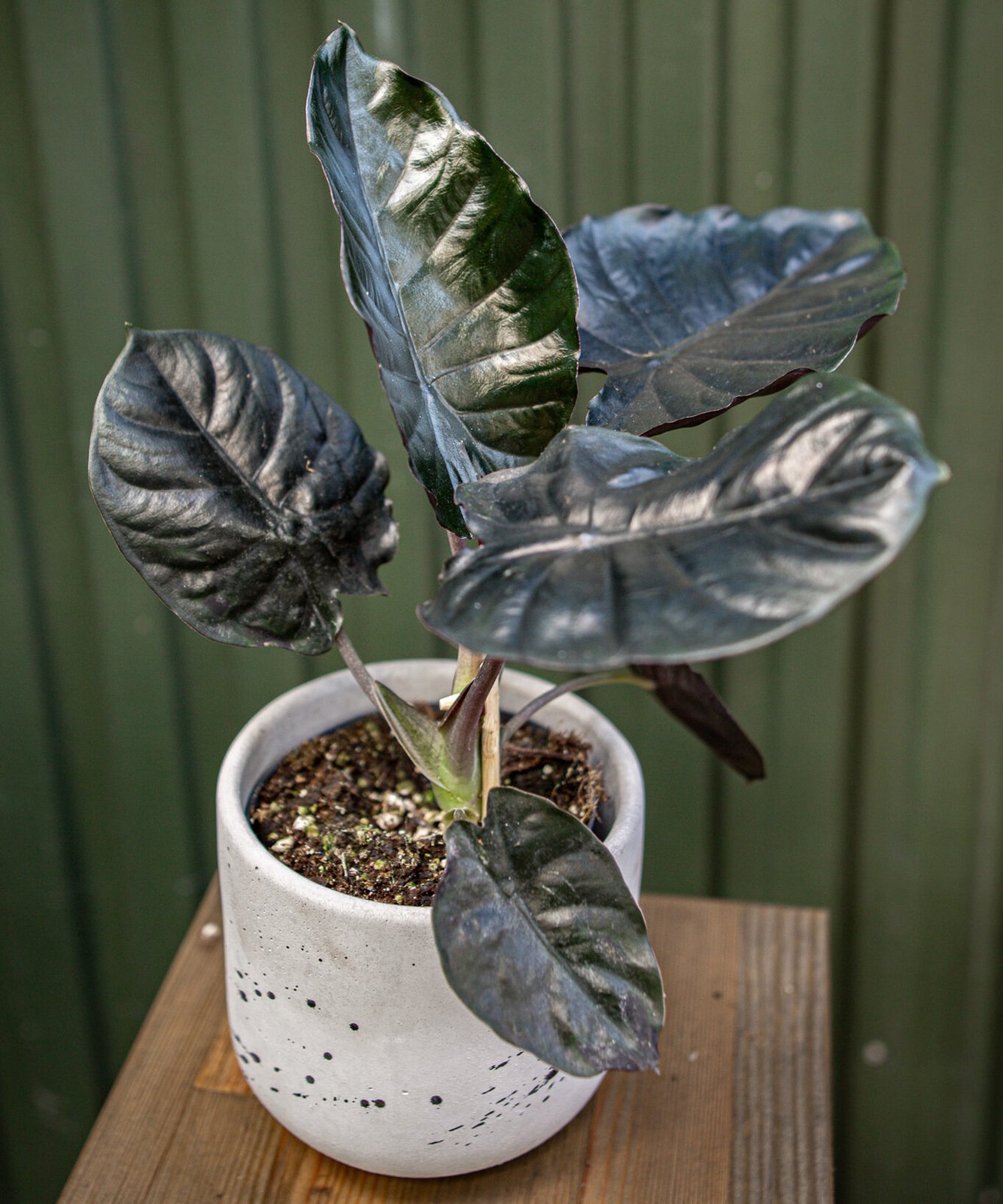 Alocasia Infernalis