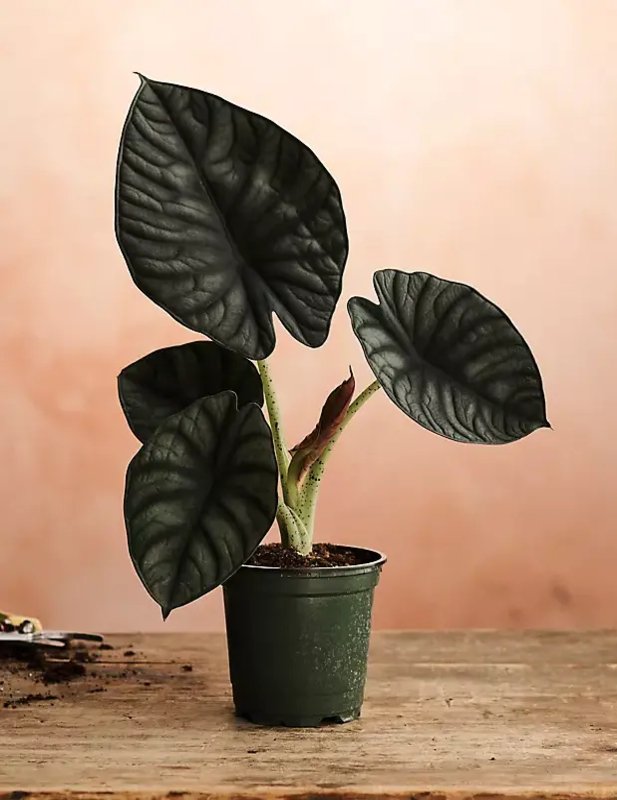Alocasia Infernalis 2