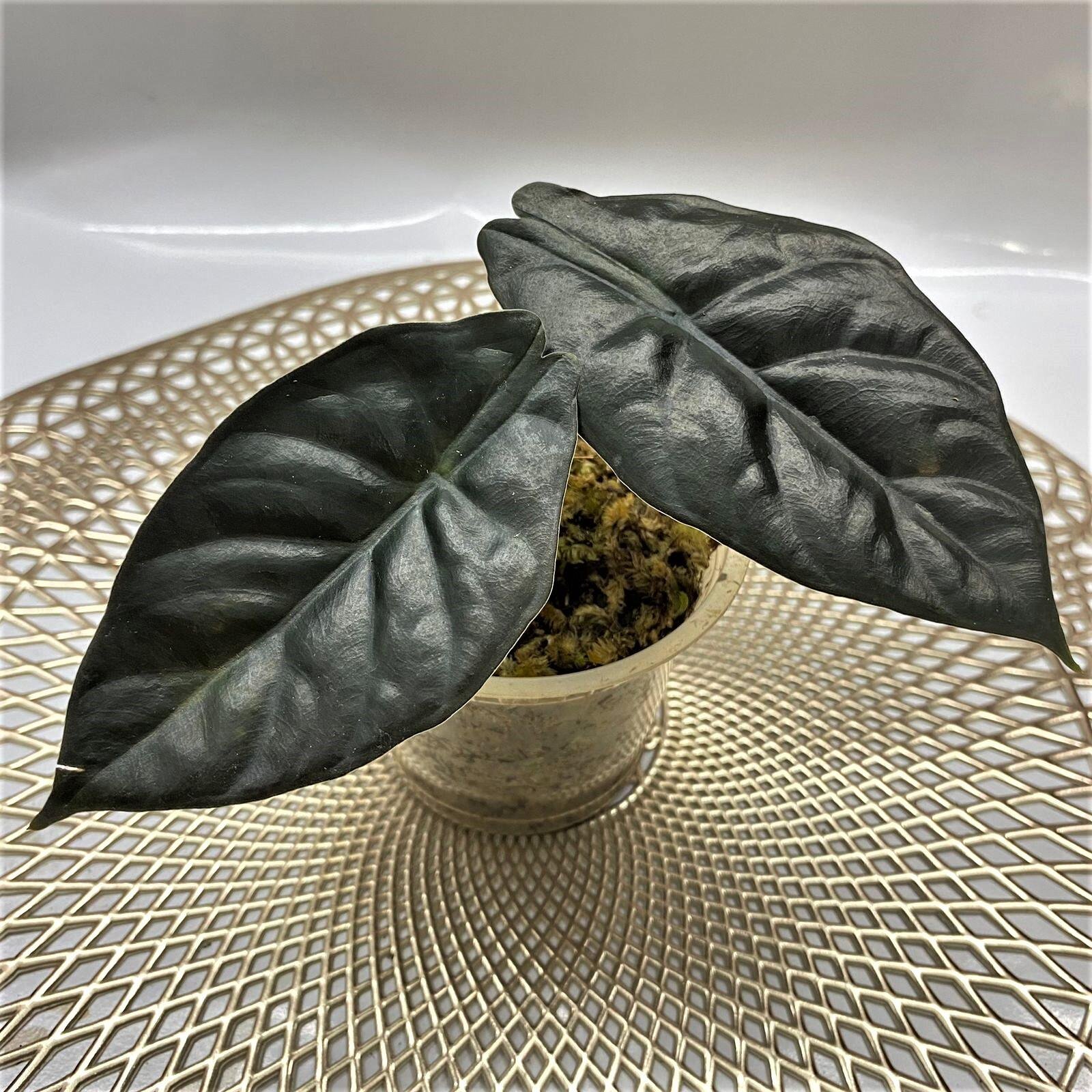 Alocasia Infernalis 3