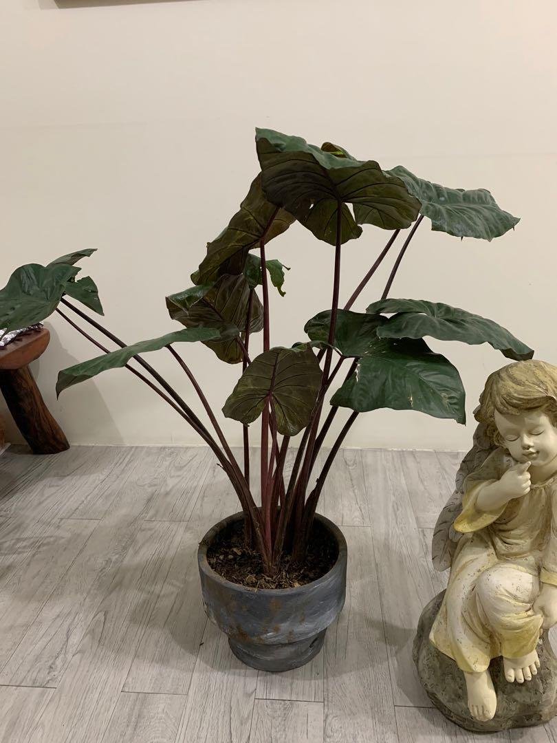 Alocasia Plumbea Nigra 2