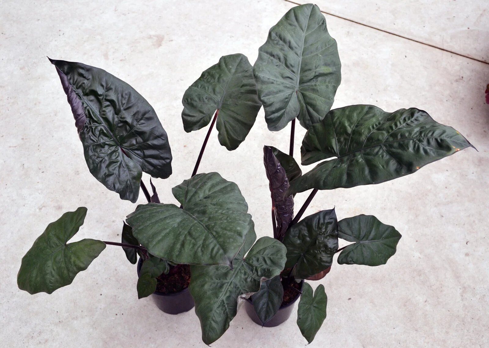 Alocasia Plumbea Nigra