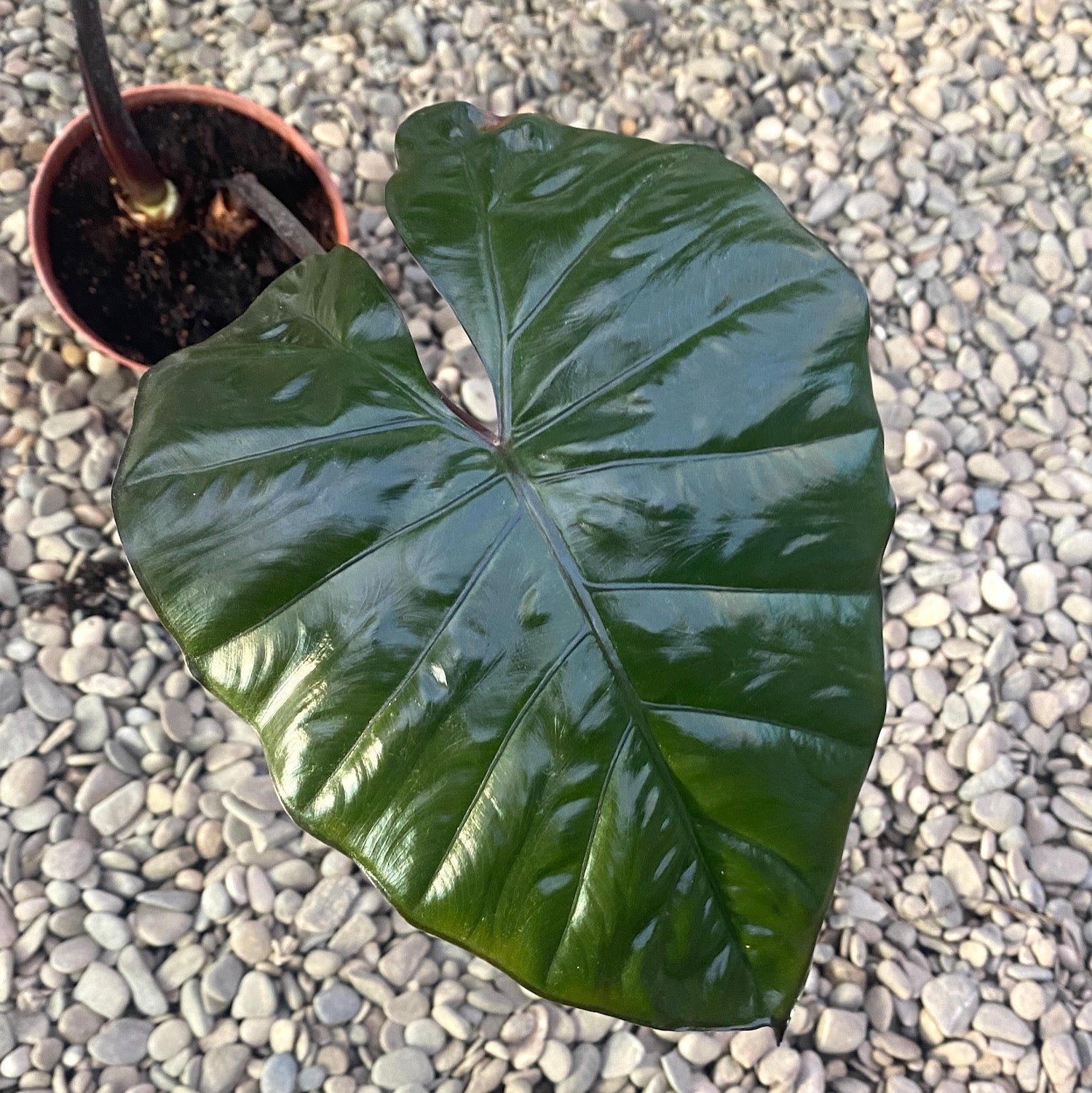 Alocasia Plumbea Nigra 3