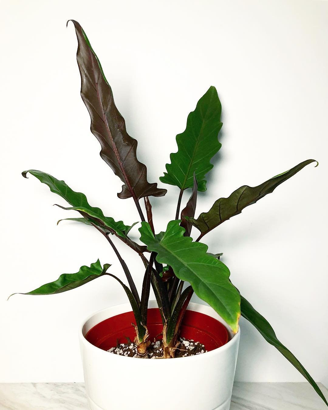 Alocasia Lauterbachiana (Môn Lưỡi Kiếm)