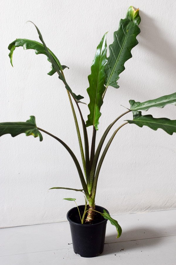 Alocasia Lauterbachiana (Môn Lưỡi Kiếm) 3