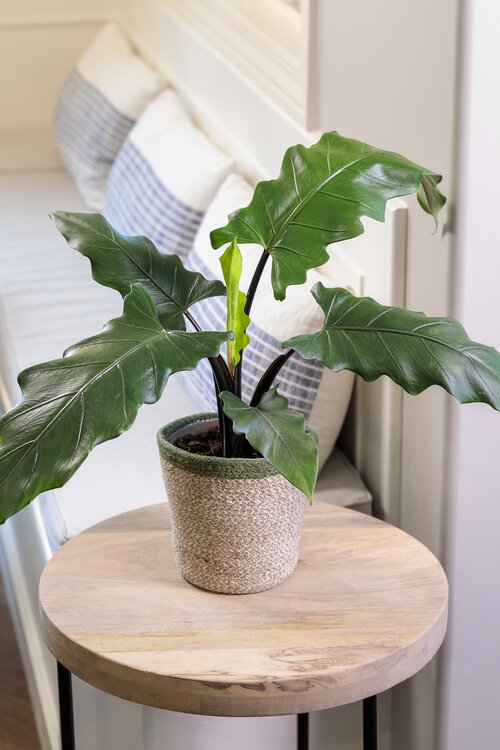 Alocasia Lauterbachiana (Môn Lưỡi Kiếm) 2