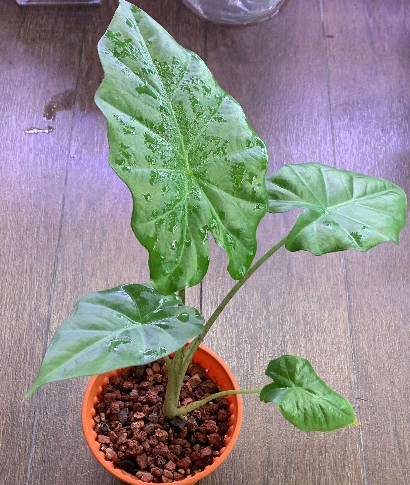 Alocasia Portodora 2