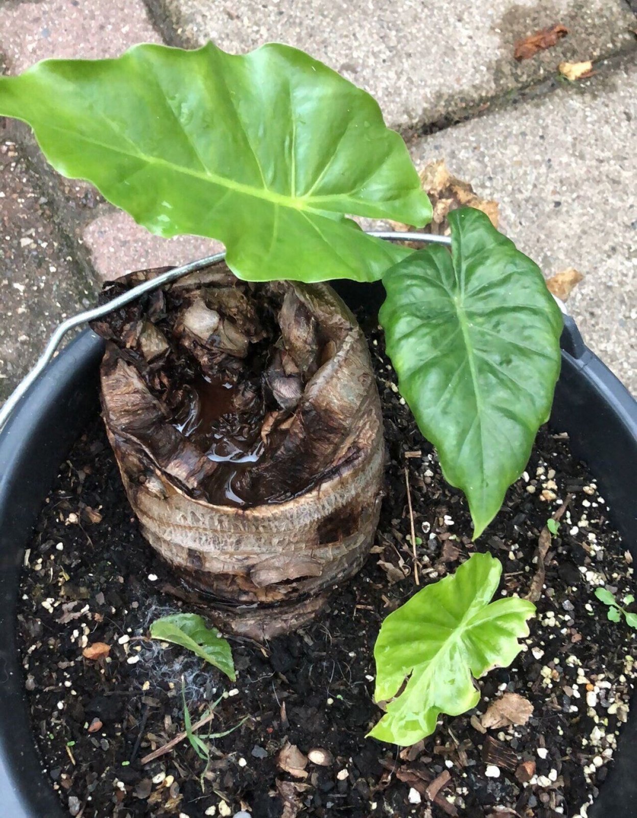 Alocasia Portodora 3